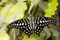 Graphium agamemnon vlinder vlinders butterfly butterflies papillon papillons